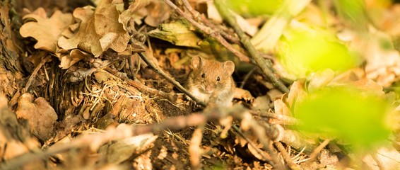 Rötelmaus oder Waldwühlmaus (Myodes glareolus, Syn.: Clethrionomys glareolus) sitzt auf Waldboden im Wald, Niedersachsen, Deutschland, Europa