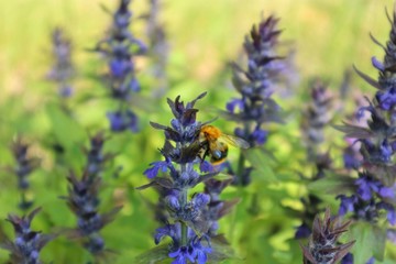 Bumble bee