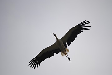 Cigogne
