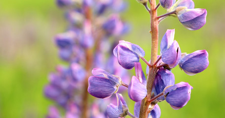 Lupinus, lupin, lupine field with purple and blue flowers