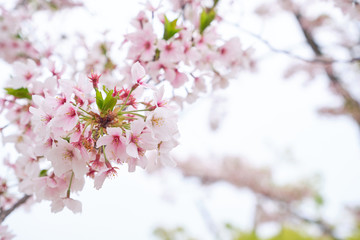 Beautiful cherry blossom in light pink color bloom on the trees with bright sky background
