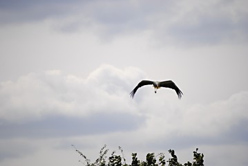 Cigogne