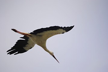 Cigogne