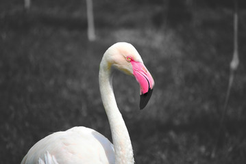 Flamant rose