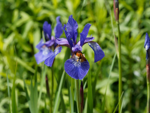 Iris sibirica - Iris de Sibérie bleu