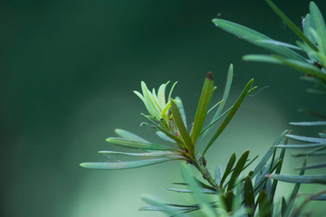 Leaves of the pine tree