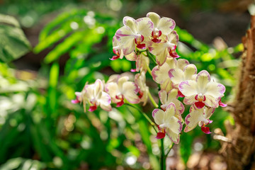 Orchid flower close up background