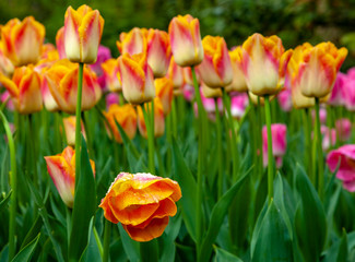 Orange Wet Tulip