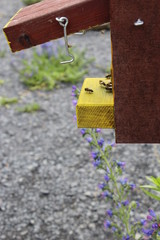 Bees and their hive