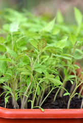 Tomato seedling in plastic tray. Young and juicy green tomato plants ready to be planted in garden