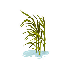 Bush cane without brush in the water. Vector illustration on white background.