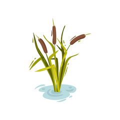 Bush reeds with brown tops. Vector illustration on white background.
