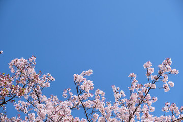 Cherry blossom or sakura is blooming on the trees in light pink color with clear blue sky background