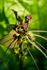 Ghoulish, whiskery bat flower plants