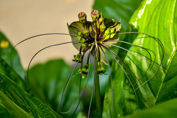 Ghoulish, whiskery bat flower plants