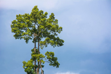 The big tropical tree with sky background. Scientific name Dipterocarpus alatus tree