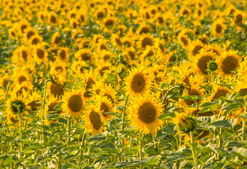 Yellow sunflower field background