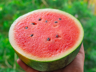 One hand holding fresh juicy watermelon half, extreme closeup