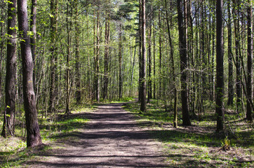 Green forest with a path. Sunny spring day.