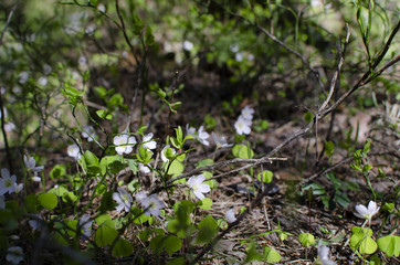 Small wild flowers are in a green spring forest