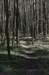 Green forest with a path. Sunny spring day.