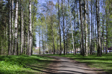 Green forest with a path. Sunny spring day.