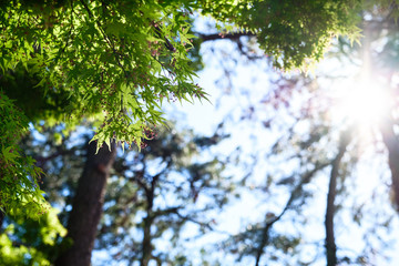 Beautiful green leaves of japanese maple trees that are exposed to sunlight in the spring