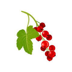 Red currants on the stem. Vector illustration on white background.