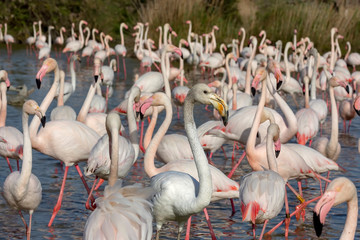 Fenicotteri rosa in Camargue a Pont de Gau
