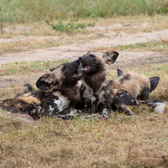 Pack of rare African wild dogs, photographed at Sabi Sands Game Reserve which has an open border with the Kruger National Park, South Africa. 