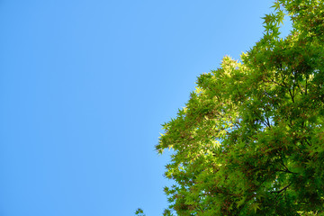 Beautiful green leaves of japanese maple trees in the spring with bright blue sky background