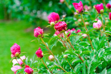 Pink peony bush with gentle blur background. Summer blooming garden beautiful landscape.Sunlight tender bokeh. Romantic nature photo for poster, print, wedding invitation, birthday card, cover,surface