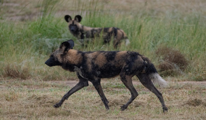 Pack of rare African wild dogs, photographed at Sabi Sands Game Reserve which has an open border with the Kruger National Park, South Africa. 