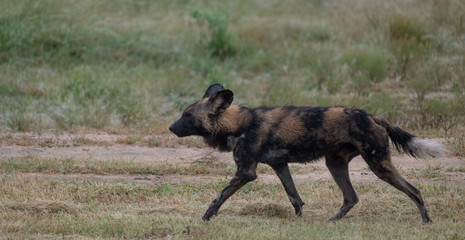 Rare African wild dog, seen with a larger pack, photographed at Sabi Sand Game Reserve which has an open border with the Kruger National Park, South Africa. 