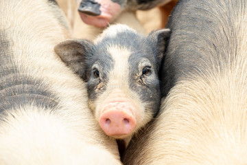Pig on the farm at the backyard