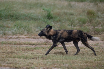 Rare African wild dog, seen with a larger pack, photographed at Sabi Sand Game Reserve which has an open border with the Kruger National Park, South Africa. 