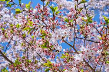 Cherry blossom or sakura is blooming on the trees in light pink color with clear blue sky background