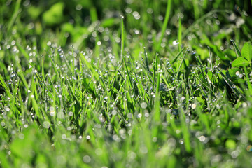 Green grass with water drops after rain on morning