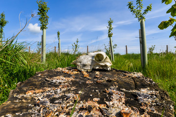 Skull on the log - UK
