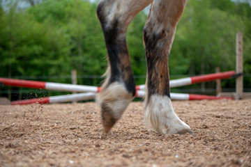 Horse Legs