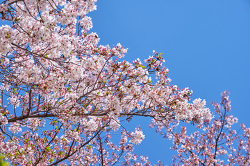 Cherry blossom or sakura is blooming on the trees in light pink color with clear blue sky background