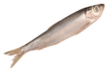 sprat