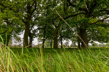 A mini forest in the park