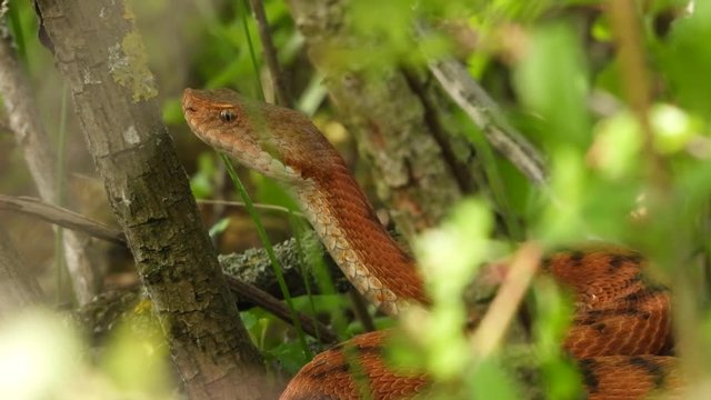 Aspisviper&nbsp;(Vipera aspis) im Elsass, Frankreich