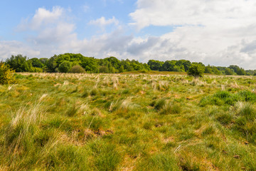 Wanstead Flats - London, UK