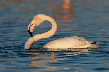 Fenicotteri in Camargue 