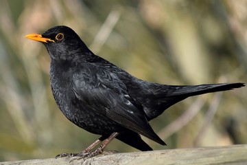 Amselmännchen