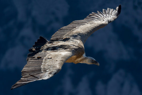 Grifone in volo visto dall'alto