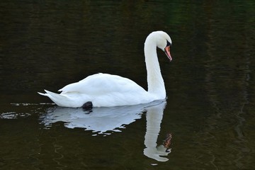 Fototapeta premium Schwan mit Spiegelbild