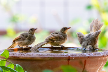 Three Streak-eared Bulbul perching on clay bowl of water